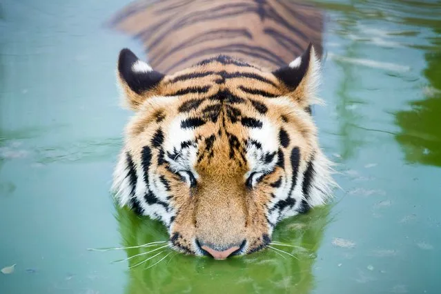 A Siberian tiger cools itself in the pool of its enclosure in the Gyongyos Zoo in Budapest, Hungary, June 24, 2016. The Hungarian health authority has issued the second highest degree heat alert till next Sunday. (Photo by Peter Komka/AP Photo)