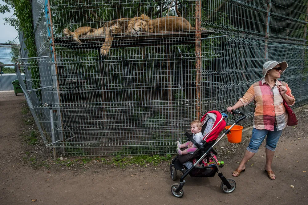 Ethics of Zoos