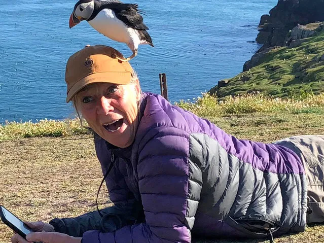 This is the moment a birdwatcher got an unexpected thrill when a puffin landed on her head at a beauty spot at Skokholm Island off the coast of Pembrokeshire, west Wales on June 28, 2022. (Photo by Sandy Balfour/Bournemouth News)