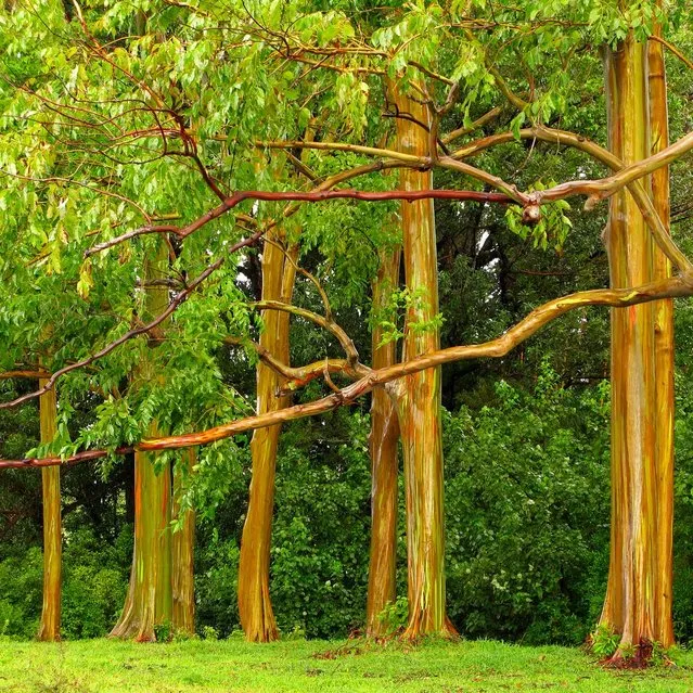 Rainbow Eucalyptus