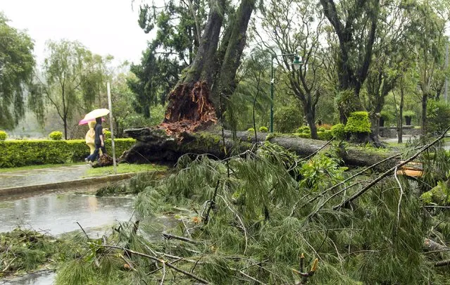 Residents walk past a tree that was toppled by Typhoon Goni in Baguio city in northern Philippines August 22, 2015. Four people died and hundreds fled their homes on Friday when a category three typhoon bore down on the northern Philippines, disaster officials said. Packing winds of 170 kph (105 mph) and gusts of up to 205 kph, Typhoon Goni was estimated to be 100 km (62 miles) east of Cagayan province in the northern Philippine and was moving slowly at 7 kph west-northwest towards southern Japan. (Photo by Harley Palangchao/Reuters)