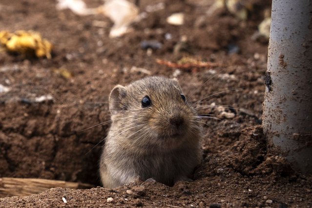 A common vole pops up on a farmland in Golbasi district of Ankara, Turkiye on November 18, 2024. (Photo by Osmancan Gurdogan/Anadolu via Getty Images)