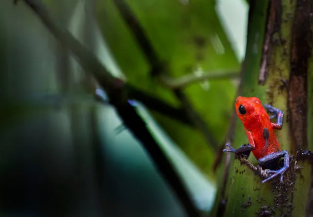 Several frog species carry their tadpoles to safe places. This picture shows a strawberry poison-dart frog (Oophaga pumilio) carrying its tadpole, looking for a safe orchid where it can put its new offspring. (Photo by Roberto García-Roa/University of Valencia, Spain/BMC Ecology Image Competition 2017)