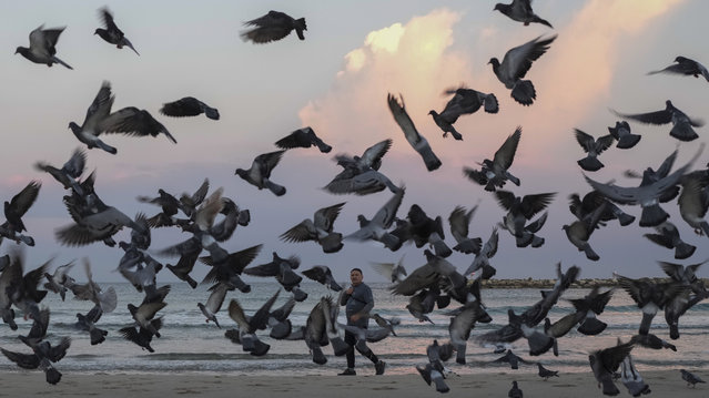 Pigeons take flight as a man walks along the shore in Tel Aviv, Israel, Wednesday, December 4, 2024. (Photo by Matias Delacroix/AP Photo)