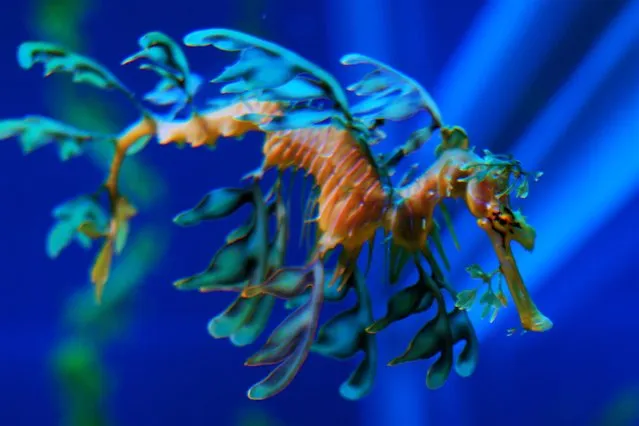 Leafy sea dragon