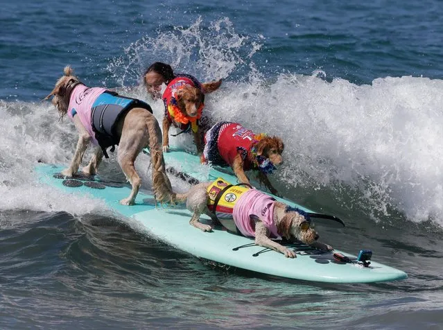 Golden doodles Teddy and Derby pass another tandem team in the Tandem category during the Surf City Surf Dog competition in Huntington Beach, California, USA, 23 September 2017. Dogs compete in six different categories including in tandem with other dogs and with a human being. (Photo by Mike Nelson/EPA/EFE)