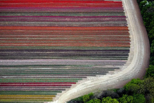 An aerial picture taken with a drone shows blooming tulips on a field in Grevenbroich, Germany, 12 April 2020. Tulip fields can be admired all over the Rhine district of Neuss. The tulips grow on about 100 hectares. The district offers one of the largest contiguous cultivation areas in whole of Germany with six farmers in the district breeding tulips. (Photo by Sascha Steinbach/EPA/EFE)
