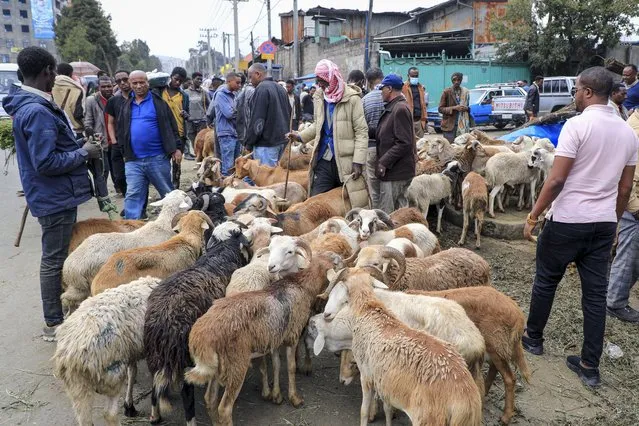 Traders sell sheep in Sholla Market, the day before the Ethiopian New Year, in Addis Ababa, Ethiopia Saturday, September 10, 2022. (Photo by AP Photo/Stringer)
