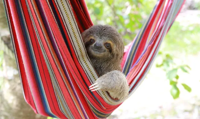 A sloth pokes his head out of a hammock, taken in Costa Rica, 2017. Travelling to Costa Rica every year to photograph baby sloths, many would say that Lucy Cooke has a dream job. Founder of The Sloth Appreciation Society, Lucy travelled to the Toucan Rescue Ranch and KSTR sanctuaries once again this year to take photographs for her 2018 calendar. The rescued sloths are all orphans who were either brought to the sanctuary with injuries or found alone on the ground. Their mothers were nowhere to be found, killed by dogs, electric pylons or hit by cars. The rehabilitation programme run by The Sloth Institute is a pioneering scheme, actively releasing sloths back into the wild where they belong. (Photo by  Lucy Cooke/Barcroft Images)