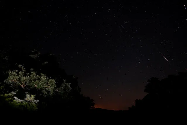 A meteor streaks past stars in the night sky above trees in the Los Alcornocales (cork oak forests) nature park, during the Perseid meteor shower in the ancient village of La Sauceda, near Cortes de la Frontera, southern Spain, in the early morning of August 12, 2016. (Photo by Jon Nazca/Reuters)
