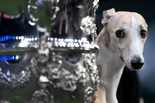 Miuccia, a whippet, poses beside the trophy after winning the title for the "Best In Show" at National Exhibition Centre on March 09, 2025 in Birmingham, England. Over 20,000 dogs are taking part in Crufts this year competing for the coveted Best In Show title. (Photo by Anthony Devlin/Getty Images)