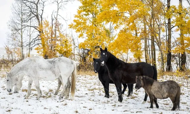Horses graze snow covered pastures near Cremona, Alberta, Sunday, October 23, 2022, after Alberta was hit with its first major snow fall of the season. (Photo by Jeff McIntosh/The Canadian Press via AP Photo)