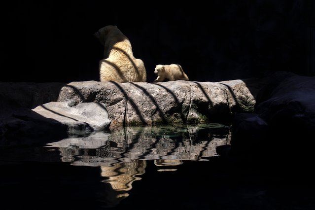 View of Nur, the first polar bear cub born in Latin America, with her mother, Aurora, at the Sao Paulo Aquarium, in Sao Paulo, Brazil, 27 February 2025. (Photo by  Isaac Fontana/EPA/EFE)