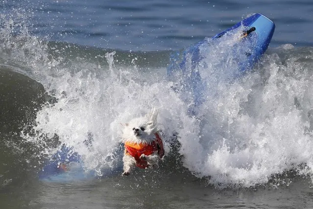 A dog wipes out during the Surf City Surf Dog Contest in Huntington Beach, California September 27, 2015. (Photo by Lucy Nicholson/Reuters)