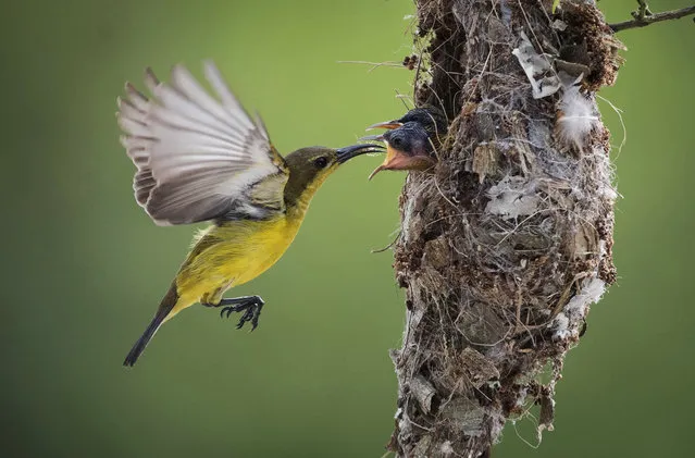 An Olive-backed Sunbird feeds an insect to its two chicks in their nest in Klang, Selangor, Malaysia, on January 21, 2017. The small birds feed largely on nectar, although they will also take insects, especially when feeding their young. Sunbirds are found in tropical Africa, India, and the forests of Southeast Asia, including the Philippines. (Photo by Vincent Thian/AP Photo)