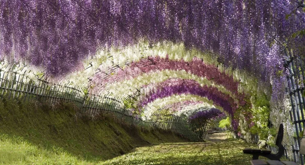 Kawachi Fuji Garden in Japan