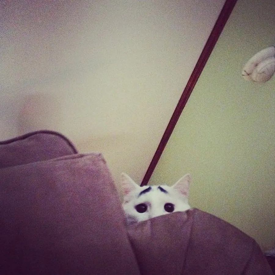 The Cat with Eyebrows 