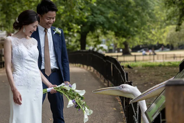 An Asian bride and groom play with a pelican during the holiday season at usually very crowded Saint James's Park as London encourages internal tourism after global Coronavirus lockdown drastically shrunk international tourism - London, England, August 13, 2020. Very important for British GDP tourist sector has shrunk significantly during the coronavirus lockdown. Despite England relaxing its lockdown there is only a fraction of the usual number of tourists in the capital. (Photo by Dominika Zarzycka/NurPhoto via Getty Images)