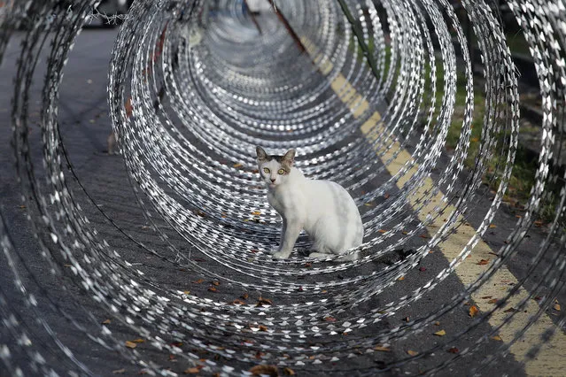 A cat is seen in the middle of barbed wire surrounding an area under lockdown in Petaling Jaya, outside Kuala Lumpur, Malaysia, 11 May 2020. Barb wire fencing has been installed in the PJ Old Town areas, closing off three zones to outsiders after 26 coronavirus cases were detected. (Photo by Fazry Ismail/EPA/EFE)