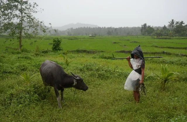 This photo taken on January 27, 2018 shows farmer Jay Balindang tending to his water buffalo under heavy rains in a rice field at the foot of the Mayon volcano in the town of Guinobatan in Albay province. Balindang is among nearly 10,000 farmers who have been affected by the eruption of Mayon volcano that began earlier this month. (Photo by Ted Aljibe/AFP Photo)