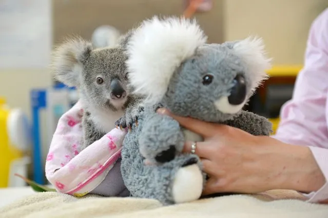 This undated handout photo received from the Australia Zoo on September 19, 2016 shows Shayne, a nine-month-old orphaned baby koala who has found solace cuddling a fluffy toy koala in the absence of his dead mum, as he recovers from the trauma of her death.
The baby was taken to the Australia Zoo Wildlife Hospital, run by the family of “Crocodile Hunter” Steve Irwin, where doctors said he was overcoming his terrifying ordeal with the help of a toy koala as he learns to be independent. (Photo by Ben Beaden/AFP Photo/Australia Zoo)