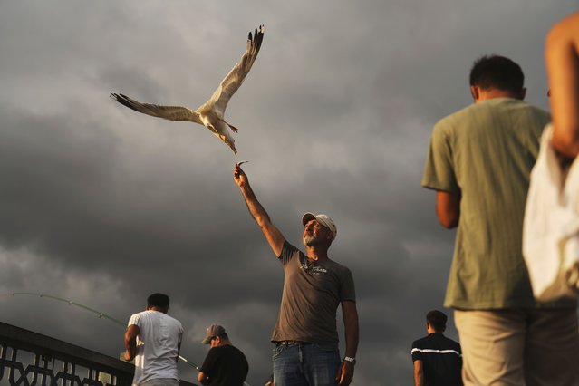 Local fisherman Bulent Buyuk Turhan feeds seagulls with small fishes he has just caught at Galata bridge, in Istanbul, Turkey, Tuesday, August 5, 2025. (Photo by Francisco Seco/AP Photo)