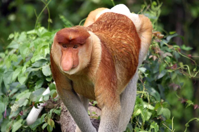 Proboscis monkey, Malaysia. Researchers have found that male monkeys with large noses have more females in their harems, proving that size does matter. (Photo by Ikki Matsuda/PA Wire)