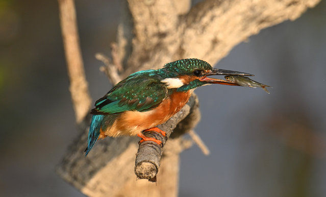 A Kingfisher is seen with a fish at Chard Reservoir on August 06, 2025 in Chard, United Kingdom. (Photo by Harry Trump/Getty Images)