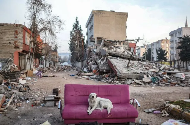 A dog sits on a couch in front of a collepsed building after powerful earthquake in Adiyaman, Turkey, 19 February 2023. More than 45,000 people have died and thousands more are injured after two major earthquakes struck southern Turkey and northern Syria on 06 February. Authorities fear the death toll will keep climbing as rescuers look for survivors across the region. (Photo by Erdem Sahin/EPA/EFE)