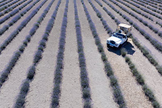 An aerial view of the lavender garden established by the municipality in the Karatay district of Konya, Turkiye, a popular destination for photography enthusiasts, on July 7, 2025. Open to visitors throughout July, the garden stands out as the largest lavender field in Turkiye and welcomes hundreds of people daily. (Photo by Beytullah Eles/Anadolu via Getty Images)