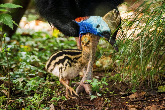 Paignton Zoo in UK on September 8, 2025 celebrates first Cassowary chick in 21 years and the only such birth in Europe this year. The chick is being raised by its father Madrid, following the species' natural behaviour where males assume all parenting duties. Cassowaries, large flightless birds native to Australia and New Guinea, can reach around 1.5 metres in height (with females growing closer to 2 metres) and possess sharp claws capable of inflicting serious injuries. Despite their dangerous reputation, the species demonstrates notable parenting behaviour, with fathers incubating eggs for approximately 50 days and raising offspring for up to 18 months. (Photo by William Dax/South West News Service)