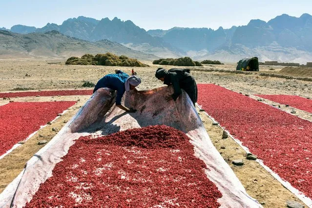 Farmers work at a field to sundry pomegranate seed in Kandahar on October 7, 2020. (Photo by Javed Tanveer/AFP Photo)