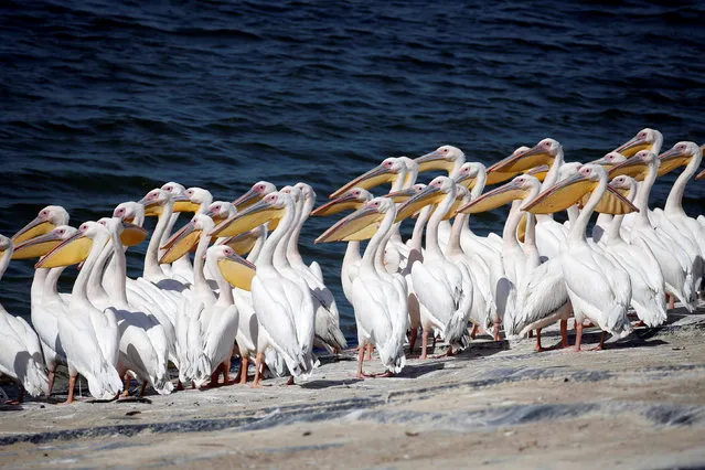 Great white pelicans stand in the water as they are fed by employees from the Israel's nature and parks authority, during their migrating season, in Mishmar Hasharon, central Israel October 13, 2016. (Photo by Baz Ratner/Reuters)