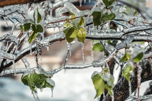 Icicles form on a tree after an ice storm in a street in Vladivostok, Russia, Saturday, November 20, 2020. (Photo by Aleksander Khitrov/AP Photo)