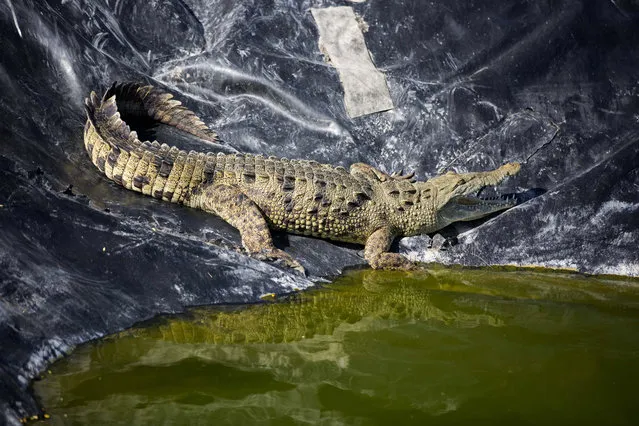 In this April 19, 2018 photo, an alligator sunbathes in the water treatment area of the Taino Aqua Farm fish plant, next to Lake Azuei in Fond Parisien, Haiti. The fish farm treats the water that gets bloody from the processing of its tilapia fish, before sending it to the town's sewage system. The alligator was acquired from a local fisherman and put here to isolate it, where workers feed it and give it fresh water. (Photo by Dieu Nalio Chery/AP Photo)
