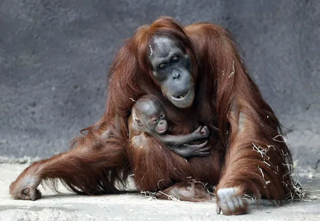 Kawi, a newly born baby of critically endangered Sumatran orangutan, holds on to his mother Mawar at their enclosure at the zoo in Prague, Czech Republic, Tuesday, December 15, 2020. Kawi was born on Nov. 17. 2020. (Photo by Petr David Josek/AP Photo)