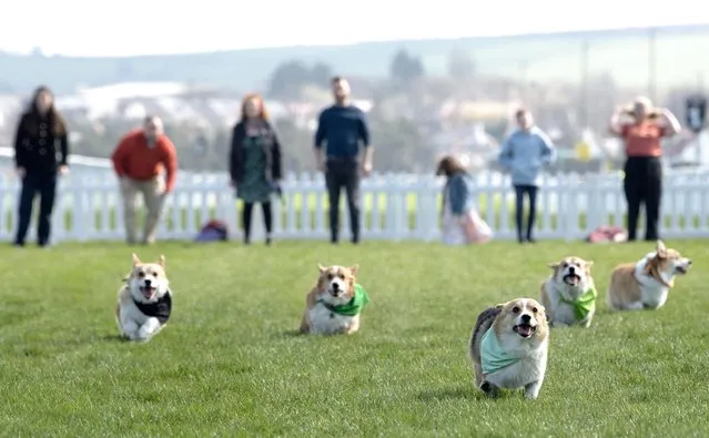 Participants take part in the Corgi Derby at Musselburgh Racecourse, Musselburgh, East Lothian, Scotland as part of its Easter Saturday race day celebration on Saturday, April 8, 2023. (Photo by Lesley Martin/PA Images via Getty Images)