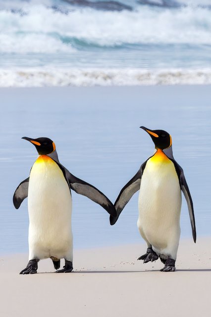 King penguins take a stroll in the Falkland Islands in the first decade of November 2025. The breed can also travel on its belly — a more efficient way to go long distances. (Photo by Donna Hom/Solent News & Photo Agency)