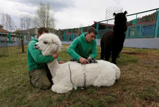 Employees shear a female alpaca Juliette for summer season, as a male alpaca Romeo stands nearby, inside an open-air enclosure at the Royev Ruchey zoo in the suburb of Krasnoyarsk, Russia May 14, 2018. (Photo by Ilya Naymushin/Reuters)