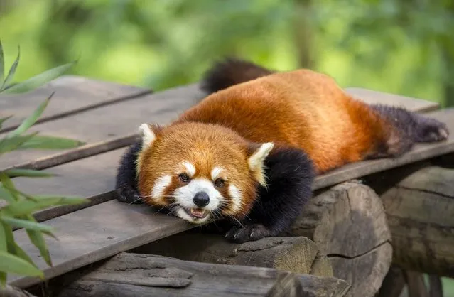 A cute red panda or ailurus fulgens at Dujiangyan Panda Park in Chengdu City, southwest China's Sichuan Province on April 18, 2023. (Photo by Rex Features/Shutterstock)