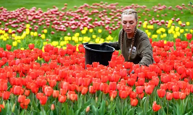 A horticulturist tends to tulips on display at RHS Garden Wisley in Woking, Surrey on Wednesday, April 19, 2023, where the 270,000 bulbs planted by gardeners and volunteers from the Royal Horticultural Society are beginning to bloom. The eye-catching schemes at Wisley have been inspired by the famed tulip displays of the Netherlands and feature 18 different cultivars. (Photo by Andrew Matthews/PA Images via Getty Images)