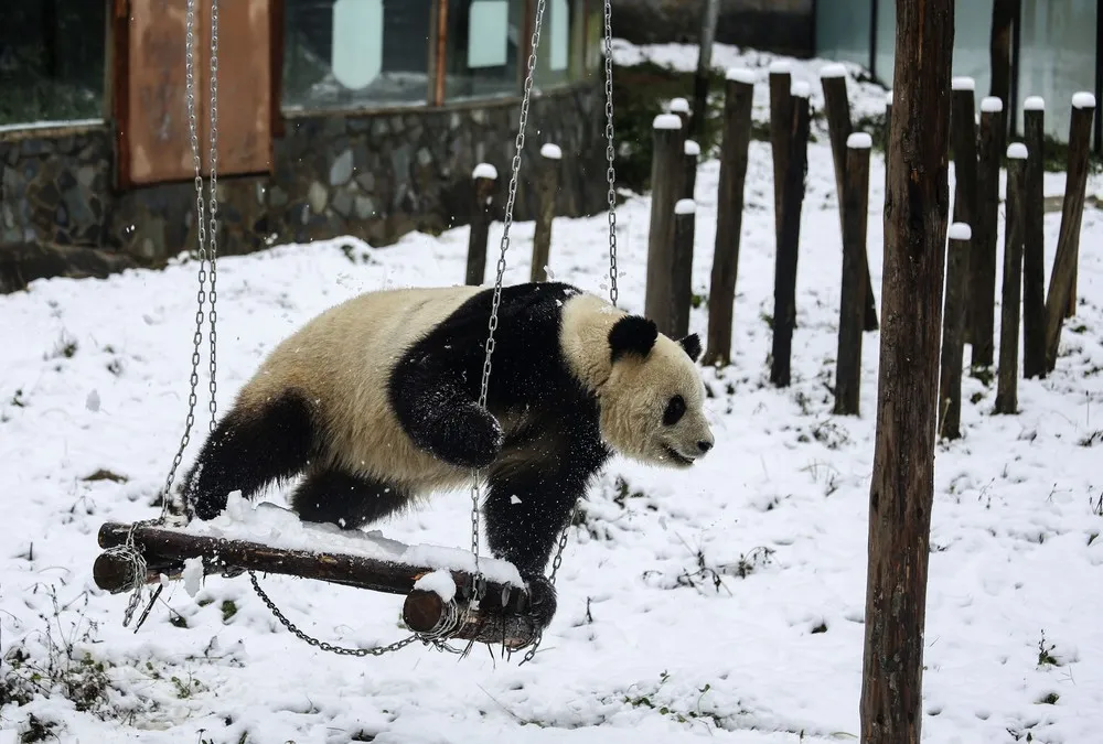 The Week in Pictures: Animals, January 10 – January 17, 2015