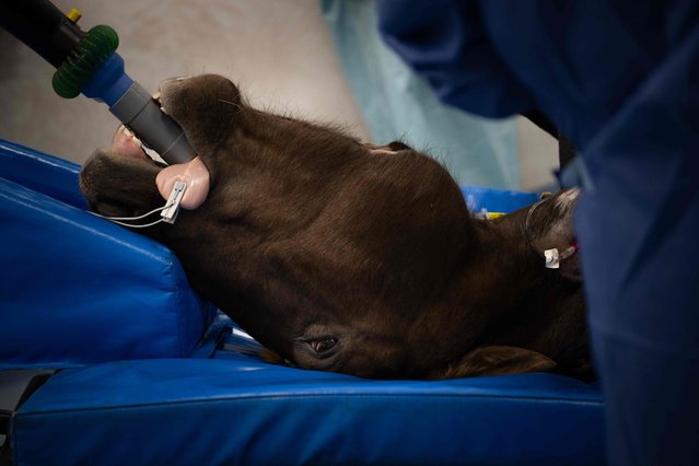 This photograph shows the head of a horse under anesthesia during an operating table during an operation at the “Normandie Equine Vallee” horse Campus in Goustranville, in northwestern France, on December 9, 2025. This international campus of Goustranville, dedicated to equine health research, comprises an Animal Health Laboratory, a Medical Imaging and Research Centre and a Horseracing Laboratory. (Photo by Lou Benoist/AFP Photo)