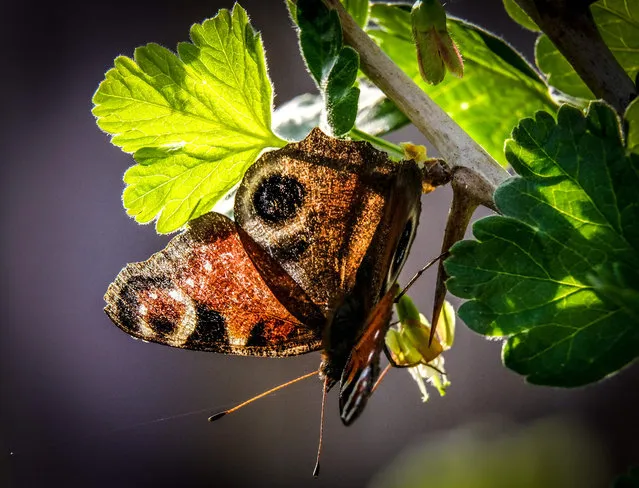 An emperor moth (Saturnia) butterfly sits on a currant bush at a garden outside Moscow on May 4, 2018. (Photo by Yuri Kadobnov/AFP Photo)