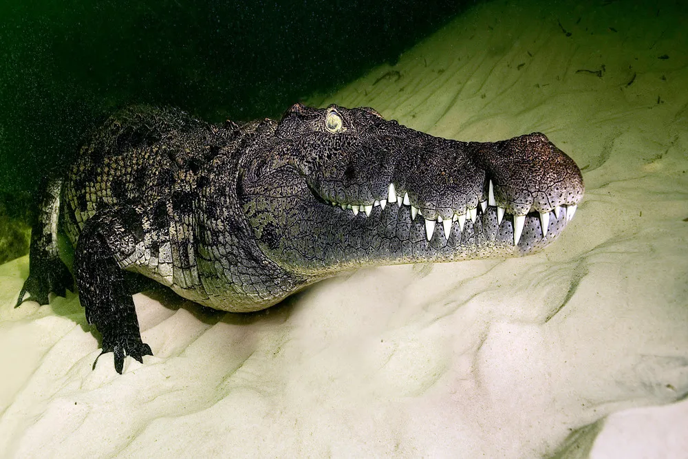 Some Photos: Animals