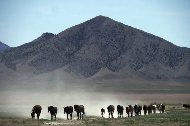In this June 29, 2018 photo, wild horses walk to a watering hole outside Salt Lake City. Harsh drought conditions in parts of the American West are pushing wild horses to the brink and forcing extreme measures to protect them. Federal land managers have begun emergency roundups in the deserts of western Utah and central Nevada. (Photo by Rick Bowmer/AP Photo)