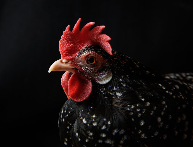 An Ancona is seen at the National Poultry Show on November 20, 2016 in Telford, England. (Photo by Leon Neal/Getty Images)