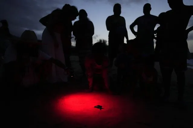Residents and environmentalists watch a Cardon (Dermochelys coriacea) sea turtle hatchling head to the ocean after being released by conservationists at the beach in La Sabana, Venezuela, Sunday, July 16, 2023. Nine Cardon sea turtle hatchlings, the largest in the world, were released on the beach. (Photo by Ariana Cubillos/AP Photo)
