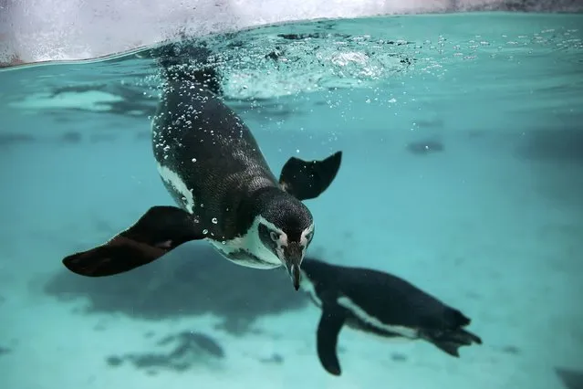 Humboldt penguins swim in their pool during the stock take at London Zoo in London, Britain January 4, 2016. (Photo by Stefan Wermuth/Reuters)