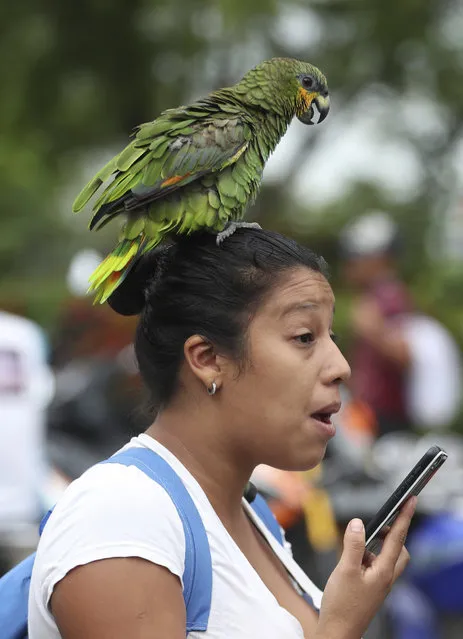 A parrot stands on the head of its caretaker, Genesis, after they crossed the river to leave Venezuela and arrived to take shelter in Arauquita, Colombia, Friday, March 26, 2021. Venezuelans are crossing into Colombia this week following clashes between Venezuela's military and a Colombian armed group. (Photo by Fernando Vergara/AP Photo)